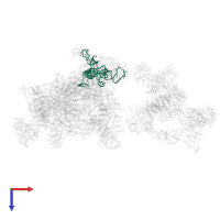 U1 snRNA in PDB entry 6qx9, assembly 1, top view.