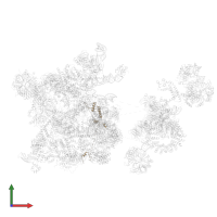 U4/U6.U5 tri-snRNP-associated protein 1 in PDB entry 6qx9, assembly 1, front view.