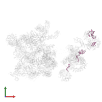 U2 snRNA in PDB entry 6qx9, assembly 1, front view.