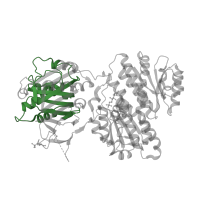 The deposited structure of PDB entry 6r4e contains 2 copies of Pfam domain PF13522 (Glutamine amidotransferase domain) in Glutamine--fructose-6-phosphate aminotransferase [isomerizing] 1. Showing 1 copy in chain A.