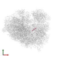 60S ribosomal protein L41 in PDB entry 6r5q, assembly 1, front view.