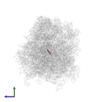 60S ribosomal protein L41 in PDB entry 6r5q, assembly 1, side view.