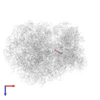 60S ribosomal protein L41 in PDB entry 6r5q, assembly 1, top view.