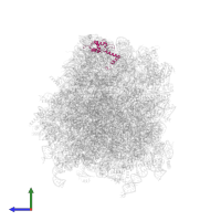 Small ribosomal subunit protein uS13 in PDB entry 6r5q, assembly 1, side view.