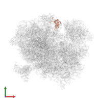 Large ribosomal subunit protein uL5 in PDB entry 6r6g, assembly 1, front view.