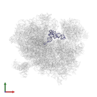 P-tRNA in PDB entry 6r6g, assembly 1, front view.