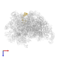 Large ribosomal subunit protein eL32 in PDB entry 6r87, assembly 1, top view.