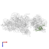 Small ribosomal subunit protein uS7 in PDB entry 6rbe, assembly 1, top view.