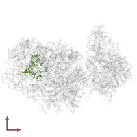 Small ribosomal subunit protein eS4A in PDB entry 6rbe, assembly 1, front view.