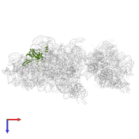 Small ribosomal subunit protein eS4A in PDB entry 6rbe, assembly 1, top view.