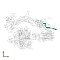 Mitochondrial ATP synthase subunit ASA8 in PDB entry 6rdk, assembly 1, front view.