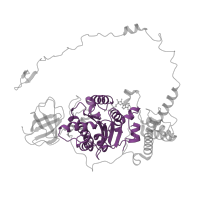 The deposited structure of PDB entry 6rdp contains 3 copies of Pfam domain PF00006 (ATP synthase alpha/beta family, nucleotide-binding domain) in ATP synthase subunit beta. Showing 1 copy in chain R [auth X].