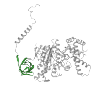 The deposited structure of PDB entry 6re0 contains 3 copies of Pfam domain PF02874 (ATP synthase alpha/beta family, beta-barrel domain) in ATP synthase subunit alpha. Showing 1 copy in chain Z [auth T].