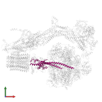 ATP synthase gamma chain, mitochondrial in PDB entry 6re0, assembly 1, front view.