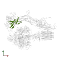 Mitochondrial ATP synthase associated protein ASA4 in PDB entry 6re3, assembly 1, front view.