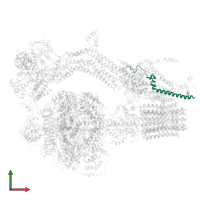 Mitochondrial ATP synthase subunit ASA8 in PDB entry 6ret, assembly 1, front view.