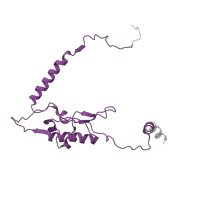 The deposited structure of PDB entry 6ri5 contains 1 copy of Pfam domain PF01294 (Ribosomal protein L13e) in Large ribosomal subunit protein eL13A. Showing 1 copy in chain J [auth K].