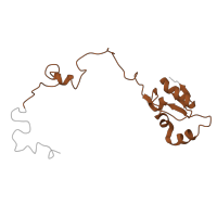 The deposited structure of PDB entry 6ri5 contains 1 copy of Pfam domain PF00828 (Ribosomal proteins 50S-L15, 50S-L18e, 60S-L27A) in Large ribosomal subunit protein uL15. Showing 1 copy in chain M [auth N].