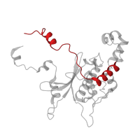The deposited structure of PDB entry 6ri5 contains 1 copy of Pfam domain PF14204 (Ribosomal L18 C-terminal region) in Large ribosomal subunit protein uL18. Showing 1 copy in chain O [auth P].
