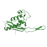 The deposited structure of PDB entry 6ri5 contains 1 copy of Pfam domain PF00237 (Ribosomal protein L22p/L17e) in Large ribosomal subunit protein uL22A. Showing 1 copy in chain T [auth U].