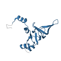 The deposited structure of PDB entry 6ri5 contains 1 copy of Pfam domain PF16906 (Ribosomal proteins L26 eukaryotic, L24P archaeal) in Large ribosomal subunit protein uL24A. Showing 1 copy in chain W [auth X].