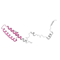 The deposited structure of PDB entry 6ri5 contains 1 copy of Pfam domain PF00831 (Ribosomal L29 protein) in Large ribosomal subunit protein uL29A. Showing 1 copy in chain Y [auth Z].