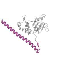 The deposited structure of PDB entry 6ri5 contains 1 copy of Pfam domain PF08079 (Ribosomal L30 N-terminal domain) in Large ribosomal subunit protein uL30A. Showing 1 copy in chain AA [auth b].