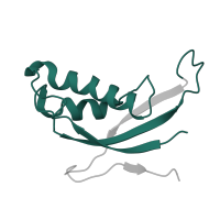 The deposited structure of PDB entry 6ri5 contains 1 copy of Pfam domain PF01198 (Ribosomal protein L31e) in Large ribosomal subunit protein eL31A. Showing 1 copy in chain CA [auth d].