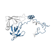 The deposited structure of PDB entry 6ri5 contains 1 copy of Pfam domain PF03947 (Ribosomal Proteins L2, C-terminal domain) in Large ribosomal subunit protein uL2A. Showing 1 copy in chain B.
