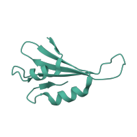 The deposited structure of PDB entry 6ri5 contains 1 copy of Pfam domain PF01781 (Ribosomal L38e protein family) in Large ribosomal subunit protein eL38. Showing 1 copy in chain IA [auth j].