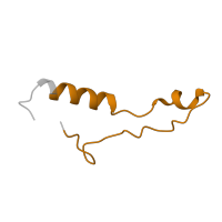 The deposited structure of PDB entry 6ri5 contains 1 copy of Pfam domain PF00832 (Ribosomal L39 protein) in Large ribosomal subunit protein eL39. Showing 1 copy in chain JA [auth k].