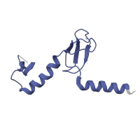 The deposited structure of PDB entry 6ri5 contains 1 copy of Pfam domain PF01780 (Ribosomal L37ae protein family) in Large ribosomal subunit protein eL43A. Showing 1 copy in chain LA [auth m].