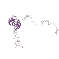 The deposited structure of PDB entry 6ri5 contains 1 copy of Pfam domain PF00573 (Ribosomal protein L4/L1 family) in Large ribosomal subunit protein uL4A. Showing 1 copy in chain D.