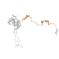 The deposited structure of PDB entry 6ri5 contains 1 copy of Pfam domain PF14374 (60S ribosomal protein L4 C-terminal domain) in Large ribosomal subunit protein uL4A. Showing 1 copy in chain D.