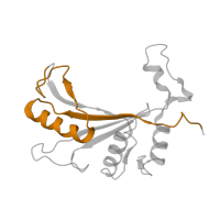 The deposited structure of PDB entry 6ri5 contains 1 copy of Pfam domain PF00281 (Ribosomal protein L5) in Large ribosomal subunit protein uL5A. Showing 1 copy in chain E.