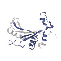 The deposited structure of PDB entry 6ri5 contains 1 copy of Pfam domain PF00673 (ribosomal L5P family C-terminus) in Large ribosomal subunit protein uL5A. Showing 1 copy in chain E.