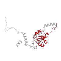 The deposited structure of PDB entry 6ri5 contains 1 copy of Pfam domain PF01248 (Ribosomal protein L7Ae/L30e/S12e/Gadd45 family) in Large ribosomal subunit protein eL8A. Showing 1 copy in chain H.