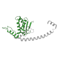 The deposited structure of PDB entry 6ri5 contains 1 copy of Pfam domain PF00572 (Ribosomal protein L13) in Large ribosomal subunit protein uL13B. Showing 1 copy in chain I [auth J].