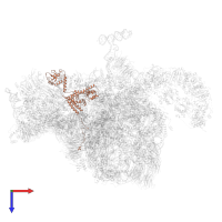 Nucleolar protein 58 in PDB entry 6rxt, assembly 1, top view.