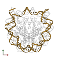 DNA (145-MER) in PDB entry 6se0, assembly 1, front view.
