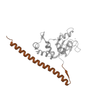 The deposited structure of PDB entry 6t4q contains 1 copy of Pfam domain PF08079 (Ribosomal L30 N-terminal domain) in Large ribosomal subunit protein uL30A. Showing 1 copy in chain OA [auth LF].