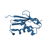 The deposited structure of PDB entry 6t4q contains 1 copy of Pfam domain PF01776 (Ribosomal L22e protein family) in Large ribosomal subunit protein eL22A. Showing 1 copy in chain CB [auth LU].