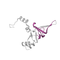 The deposited structure of PDB entry 6t4q contains 1 copy of Pfam domain PF00467 (KOW motif) in Large ribosomal subunit protein uL24A. Showing 1 copy in chain GB [auth LY].