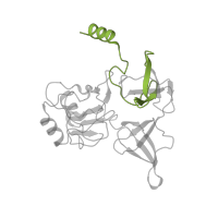 The deposited structure of PDB entry 6t4q contains 1 copy of Pfam domain PF16121 (40S ribosomal protein S4 C-terminus) in Small ribosomal subunit protein eS4A. Showing 1 copy in chain F [auth SE].
