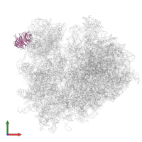 Small ribosomal subunit protein RACK1 in PDB entry 6t4q, assembly 1, front view.