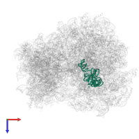 5S ribosomal RNA in PDB entry 6t4q, assembly 1, top view.
