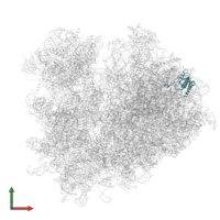 Large ribosomal subunit protein eL18A in PDB entry 6t4q, assembly 1, front view.