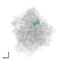 Large ribosomal subunit protein eL18A in PDB entry 6t4q, assembly 1, side view.