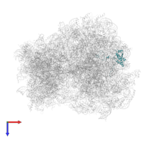 Large ribosomal subunit protein eL18A in PDB entry 6t4q, assembly 1, top view.