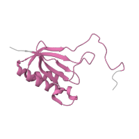 The deposited structure of PDB entry 6t7i contains 1 copy of Pfam domain PF00411 (Ribosomal protein S11) in Small ribosomal subunit protein uS11A. Showing 1 copy in chain Q [auth SO].